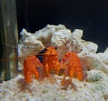 しながわ水族館に投稿された画像（2024/3/11）