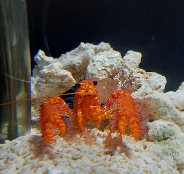 しながわ水族館に投稿された画像（2024/3/11）