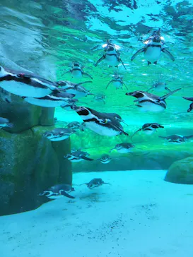 天王寺動物園に投稿された画像（2024/3/11）