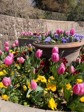 安城産業文化公園デンパークに投稿された画像（2024/3/11）