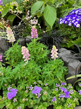 安城産業文化公園デンパークに投稿された画像（2024/3/11）