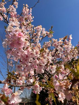 安城産業文化公園デンパークに投稿された画像（2024/3/11）