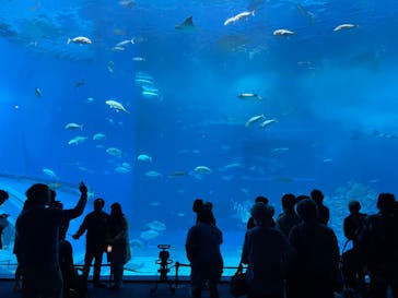 沖縄美ら海水族館に投稿された画像（2024/3/11）