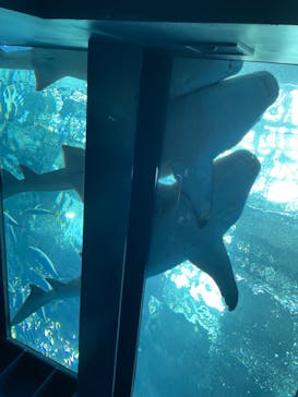 沖縄美ら海水族館に投稿された画像（2024/3/11）