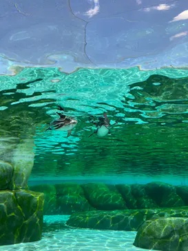 天王寺動物園に投稿された画像（2024/3/11）