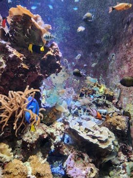 沖縄美ら海水族館に投稿された画像（2024/3/11）