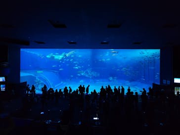 沖縄美ら海水族館に投稿された画像（2024/3/11）