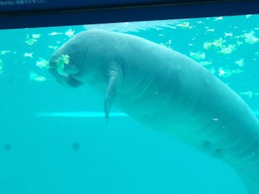 沖縄美ら海水族館に投稿された画像（2024/3/11）