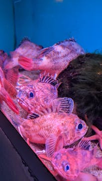 登別マリンパークニクスに投稿された画像（2024/3/11）