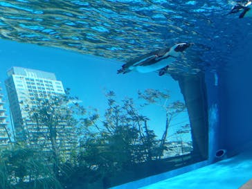 サンシャイン水族館に投稿された画像（2024/3/11）