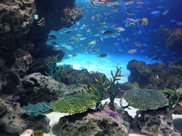 サンシャイン水族館に投稿された画像（2024/3/11）