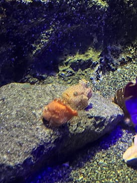 新江ノ島水族館に投稿された画像（2024/3/11）