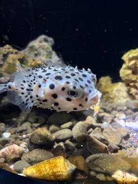 新江ノ島水族館に投稿された画像（2024/3/11）