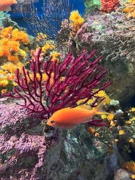 新江ノ島水族館に投稿された画像（2024/3/11）