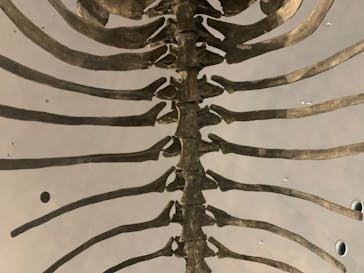 福井県立恐竜博物館に投稿された画像（2024/3/11）