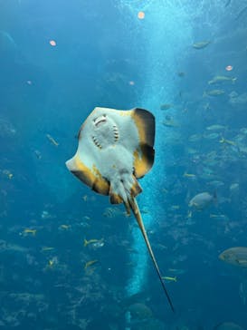 下田海中水族館に投稿された画像（2024/3/11）