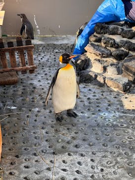 下田海中水族館に投稿された画像（2024/3/11）