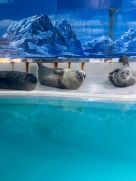 下田海中水族館に投稿された画像（2024/3/11）