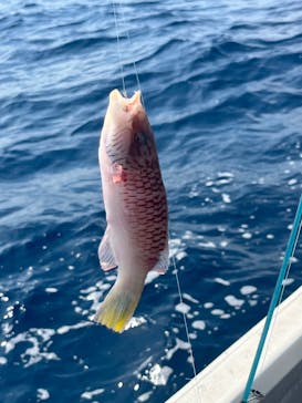 らいおん丸に投稿された画像（2024/3/11）