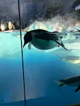 名古屋港水族館に投稿された画像（2024/3/12）