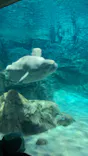 名古屋港水族館に投稿された画像（2024/3/12）