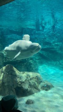 名古屋港水族館に投稿された画像（2024/3/11）