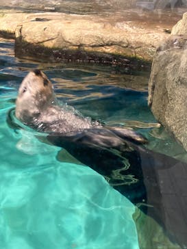マリンワールド海の中道に投稿された画像（2024/3/11）