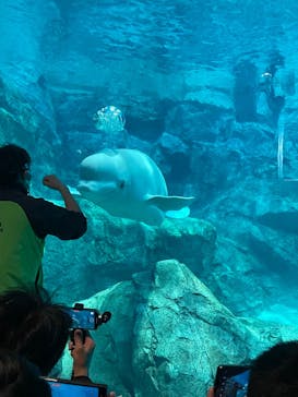 名古屋港水族館に投稿された画像（2024/3/11）