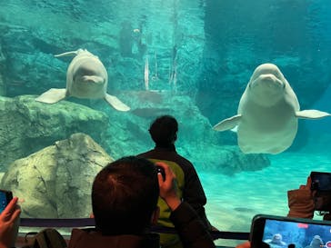 名古屋港水族館に投稿された画像（2024/3/11）