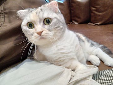 猫カフェモカ　池袋東口店に投稿された画像（2024/3/12）