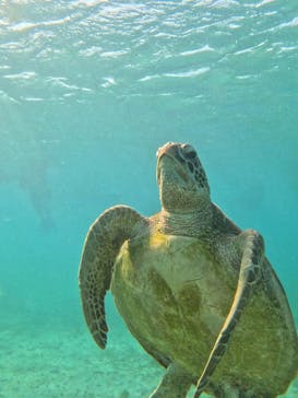 宮古島 ADVENTURE PiPi（ミヤコジマ アドベンチャー ピピ）に投稿された画像（2024/3/12）