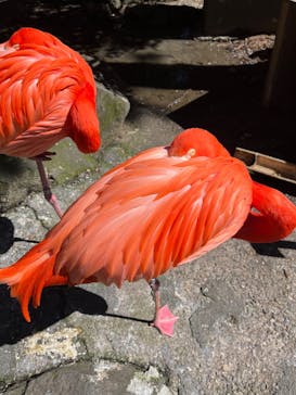 伊豆シャボテン動物公園に投稿された画像（2024/3/12）