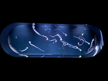 サンシャイン水族館に投稿された画像（2024/3/12）