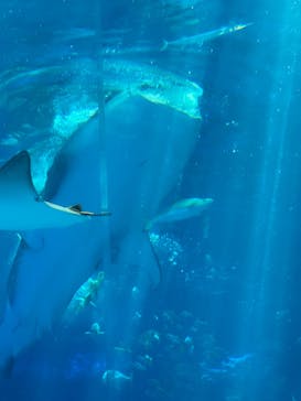 沖縄美ら海水族館に投稿された画像（2024/3/12）