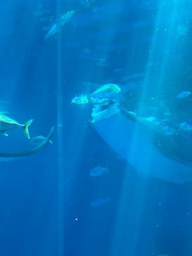 沖縄美ら海水族館に投稿された画像（2024/3/12）