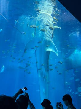 沖縄美ら海水族館に投稿された画像（2024/3/12）