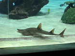 サンシャイン水族館に投稿された画像（2024/3/12）