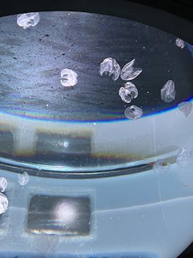 サンシャイン水族館に投稿された画像（2024/3/12）