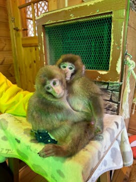 おさるランド＆アニタウン　日光さる軍団劇場に投稿された画像（2024/3/12）