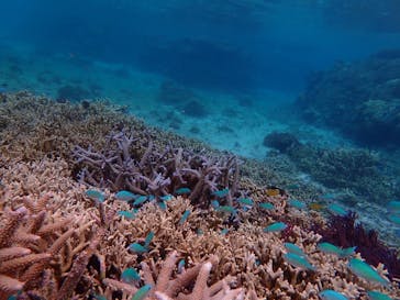 宮古島 ADVENTURE PiPi（ミヤコジマ アドベンチャー ピピ）に投稿された画像（2024/3/12）