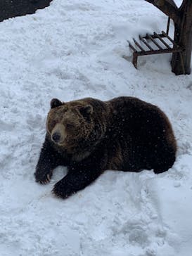 のぼりべつクマ牧場に投稿された画像（2024/3/12）