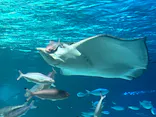 サンシャイン水族館に投稿された画像（2024/3/12）