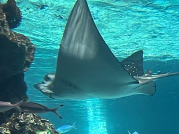 サンシャイン水族館に投稿された画像（2024/3/12）