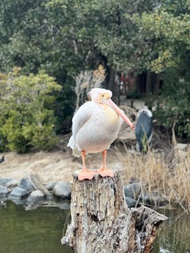 神戸どうぶつ王国に投稿された画像（2024/3/12）