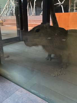 カワスイ 川崎⽔族館に投稿された画像（2024/3/12）