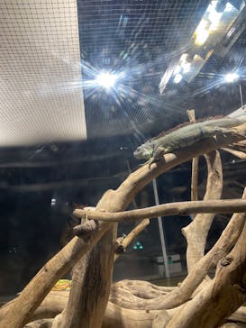 カワスイ 川崎⽔族館に投稿された画像（2024/3/12）