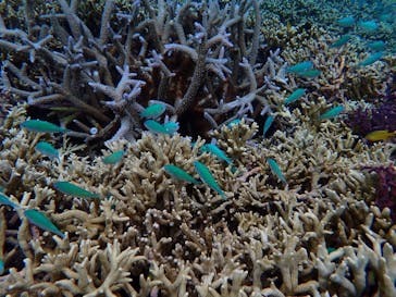 宮古島 ADVENTURE PiPi（ミヤコジマ アドベンチャー ピピ）に投稿された画像（2024/3/12）