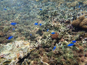 宮古島 ADVENTURE PiPi（ミヤコジマ アドベンチャー ピピ）に投稿された画像（2024/3/12）