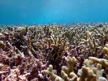 宮古島 ADVENTURE PiPi（ミヤコジマ アドベンチャー ピピ）に投稿された画像（2024/3/12）