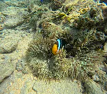 沖縄マリンサービス碧に投稿された画像（2024/3/12）